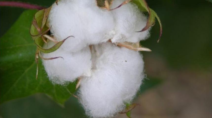 Pamuğun Kaderi İzmir&rsquo;de &Ccedil;izilecek