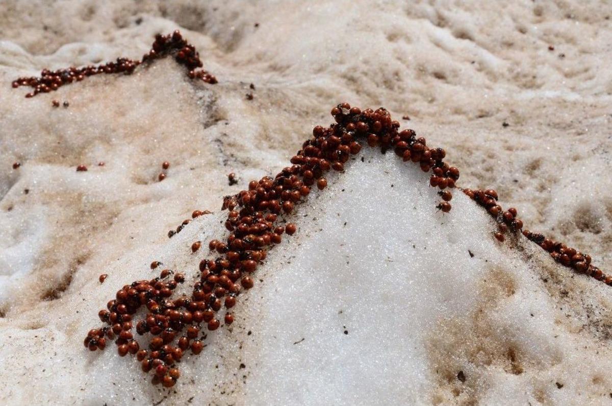 Uğur B&ouml;cekleri Kartpostallık G&ouml;r&uuml;nt&uuml; Oluşturdu