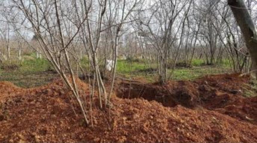 Defineciler Fındık Tarlasını Talan Ettiler