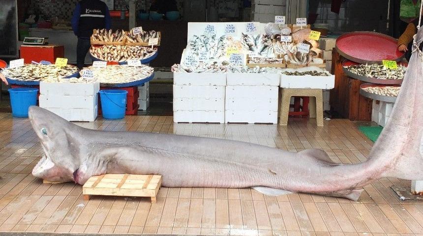 Ege&rsquo;nin Kralı Yakalandı