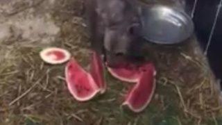 Kars’ta Yavru Ayıya Sıcak Havada Soğuk Karpuz