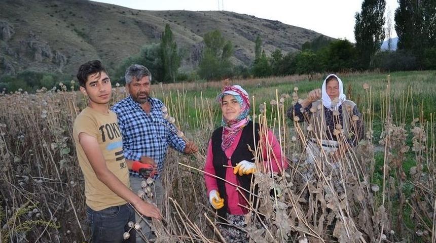 Afyonkarahisar&rsquo;da Haşhaş Hasadı Erken Başladı