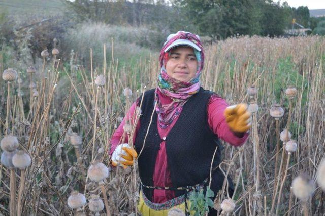 Afyonkarahisar’da Haşhaş Hasadı Erken Başladı