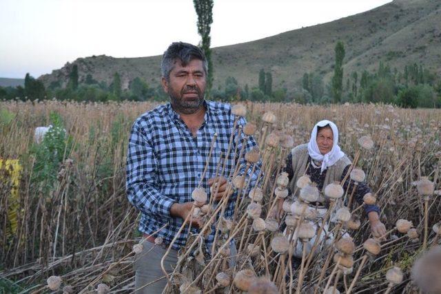 Afyonkarahisar’da Haşhaş Hasadı Erken Başladı