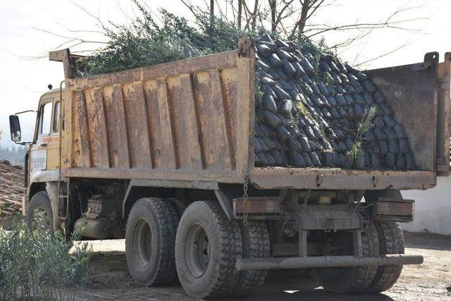 20 Bin Zeytin Fidanı Toprakla Buluşacak