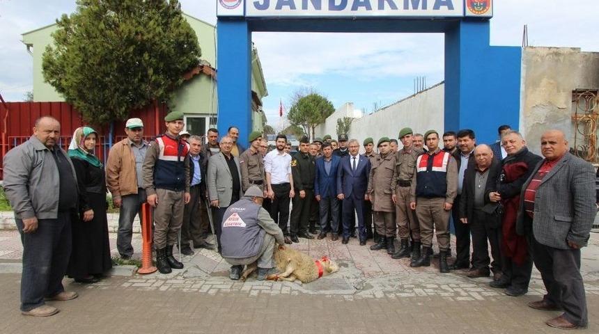Saruhanlı&rsquo;da Zeytin Dalı Harekatı&rsquo;na Destek İ&ccedil;in Kurban Kesildi