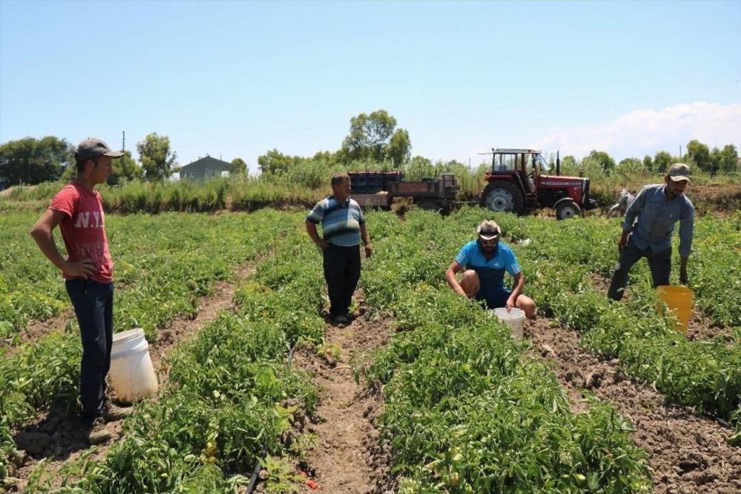 Bafra Ovası&rsquo;nda Karpuz Ve Domates Hasadı