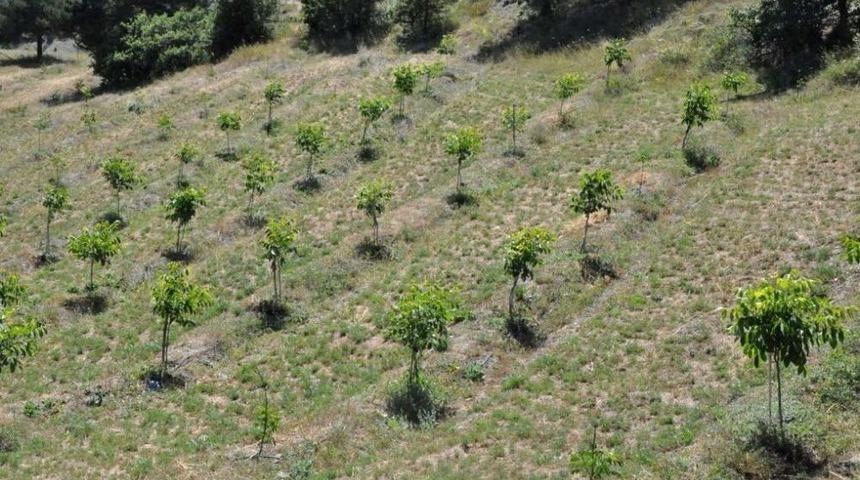 G&uuml;m&uuml;şhane&rsquo;de Hedef 100 Bin Ceviz Fidanı