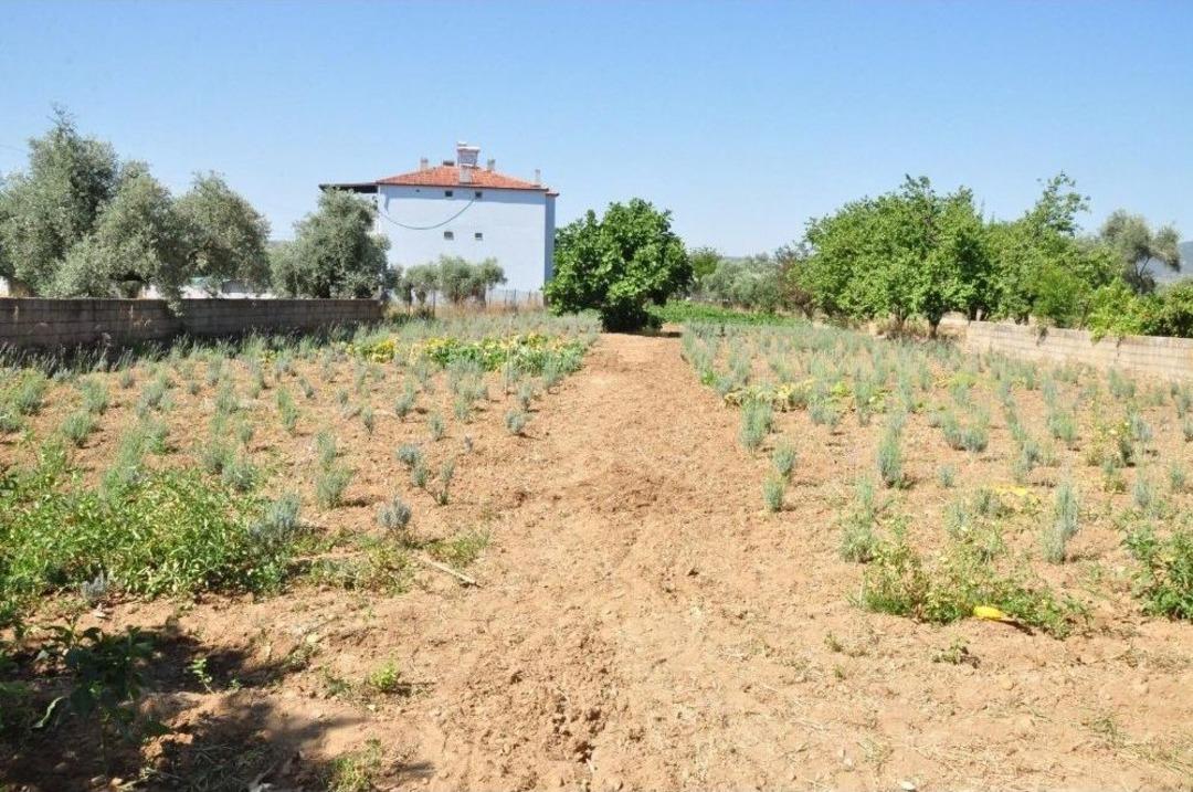 Milas&rsquo;ta Lavanta R&uuml;zg&acirc;rı Esiyor