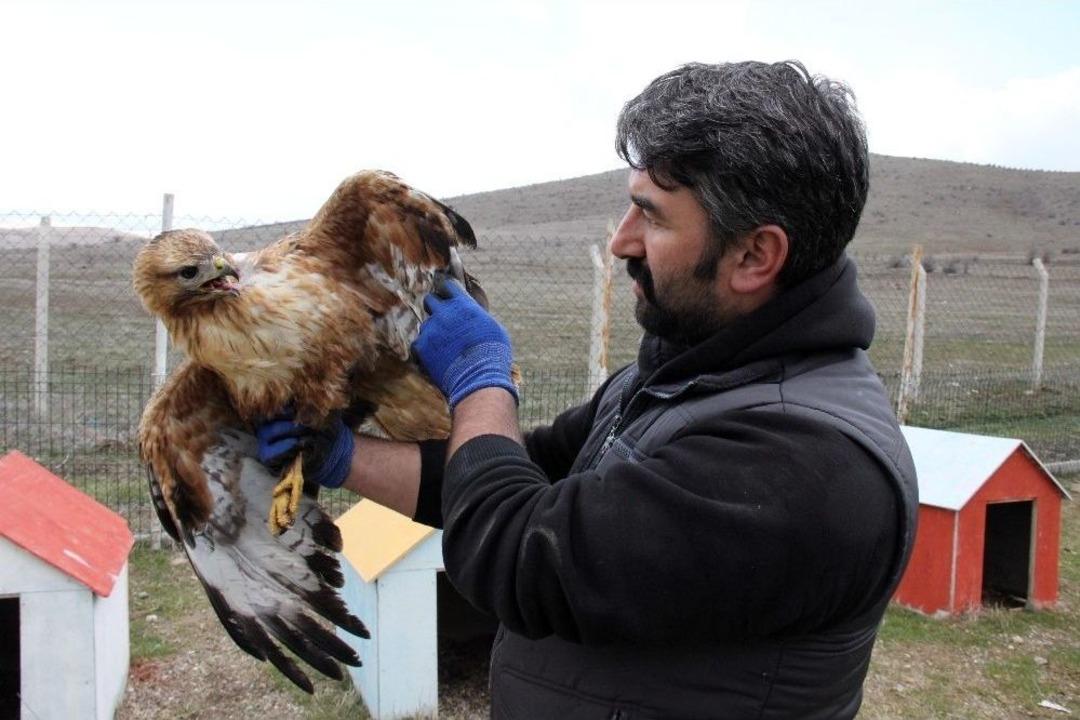 Yaralı Kızıl Şahin Tedavi Edilip Doğaya Salınacak