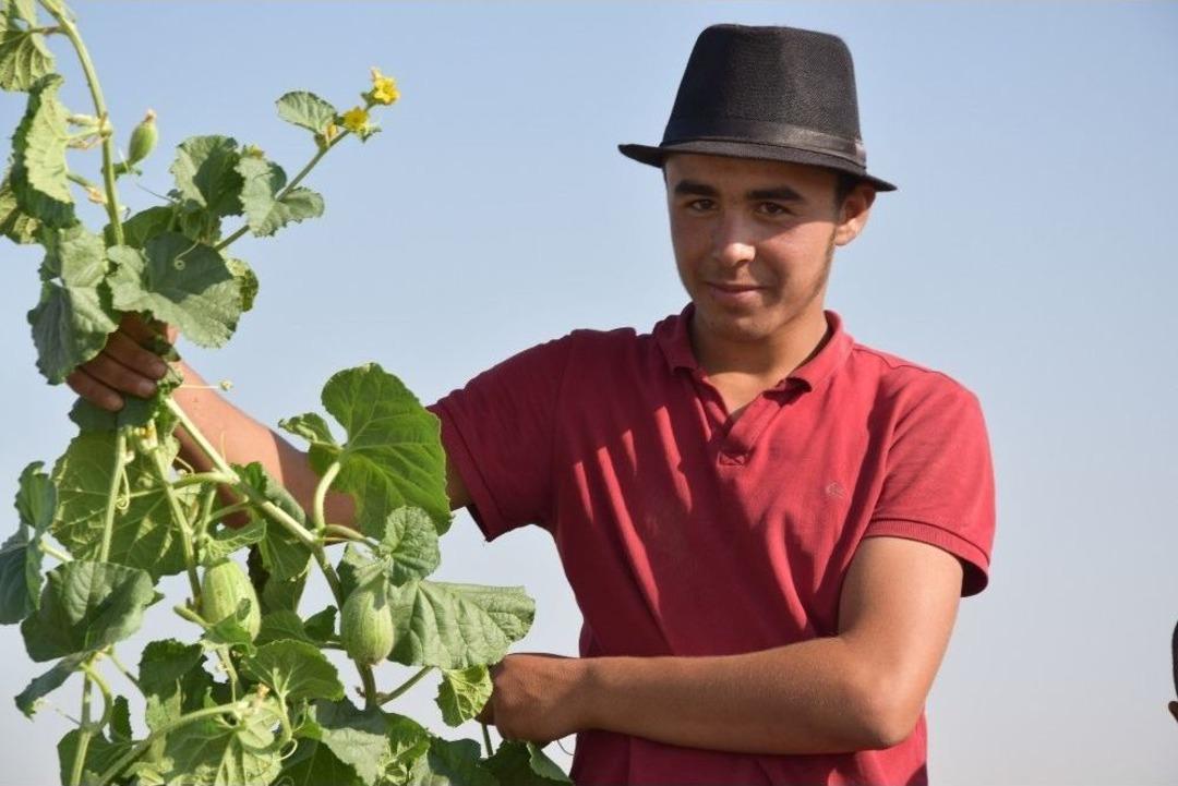(&ouml;zel) Şanlıurfa&rsquo;da Şelengo Hasadı Başladı