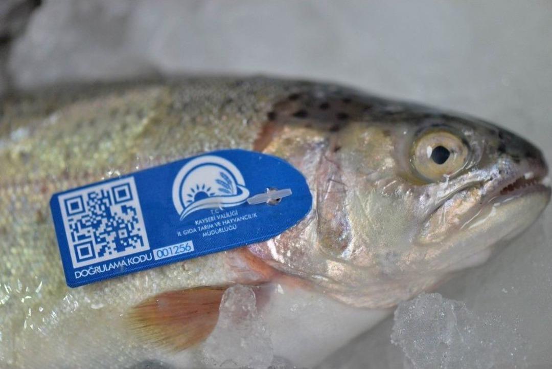 (&ouml;zel Haber) Balıklar Mavi Karekod İle Takip Edilecek