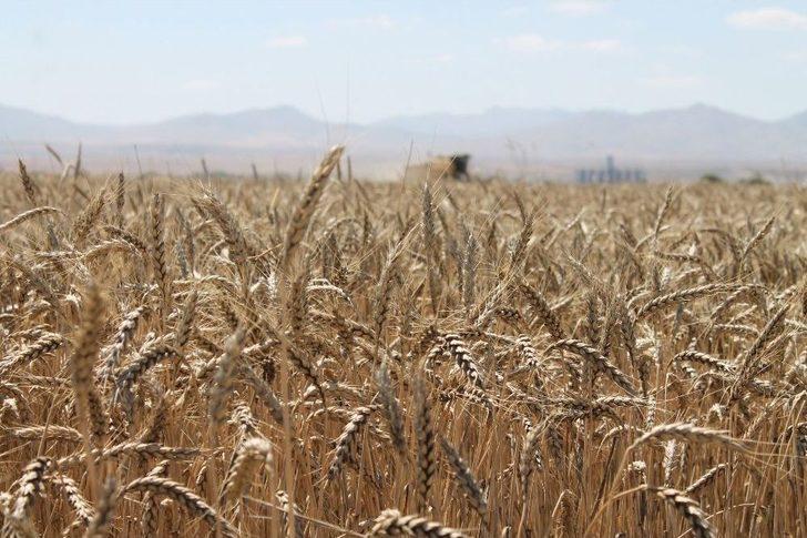 Hububat Hasadında Servet Kayb G4