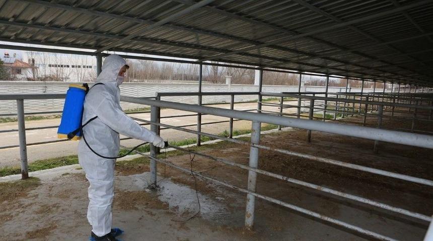 Şap Hastalığı Nedeniyle Hayvan Pazarları Kapatıldı