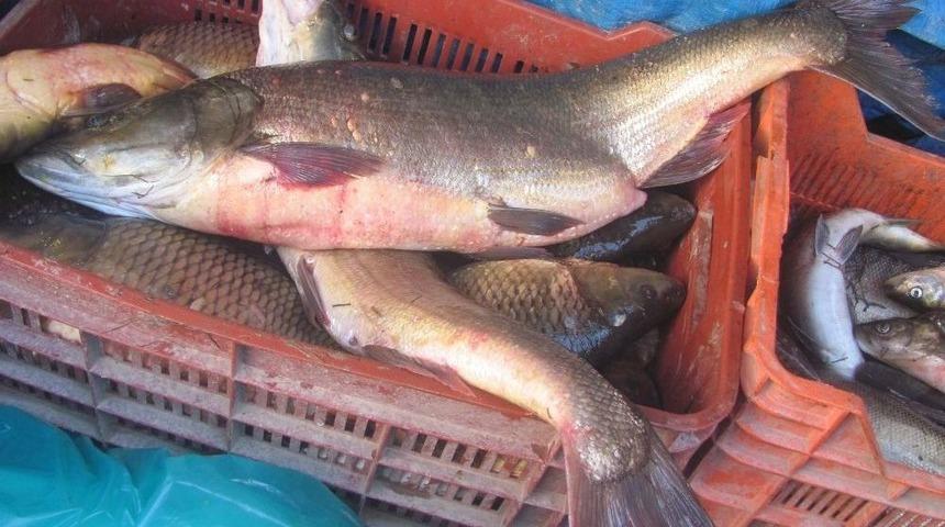 Arabanlıların Balık İhtiyacı Fırat&rsquo;tan Karşılanıyor