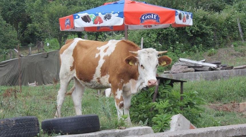 Kocaeli&rsquo;de Kurban Bayramı &Ouml;ncesi Şarbon Paniği