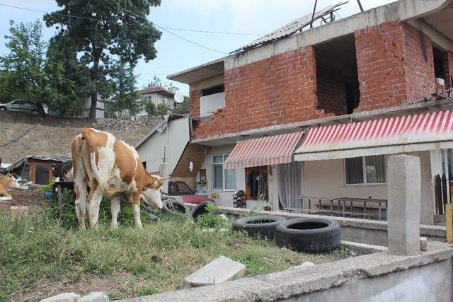 Kocaeli’de Kurban Bayramı Öncesi Şarbon Paniği