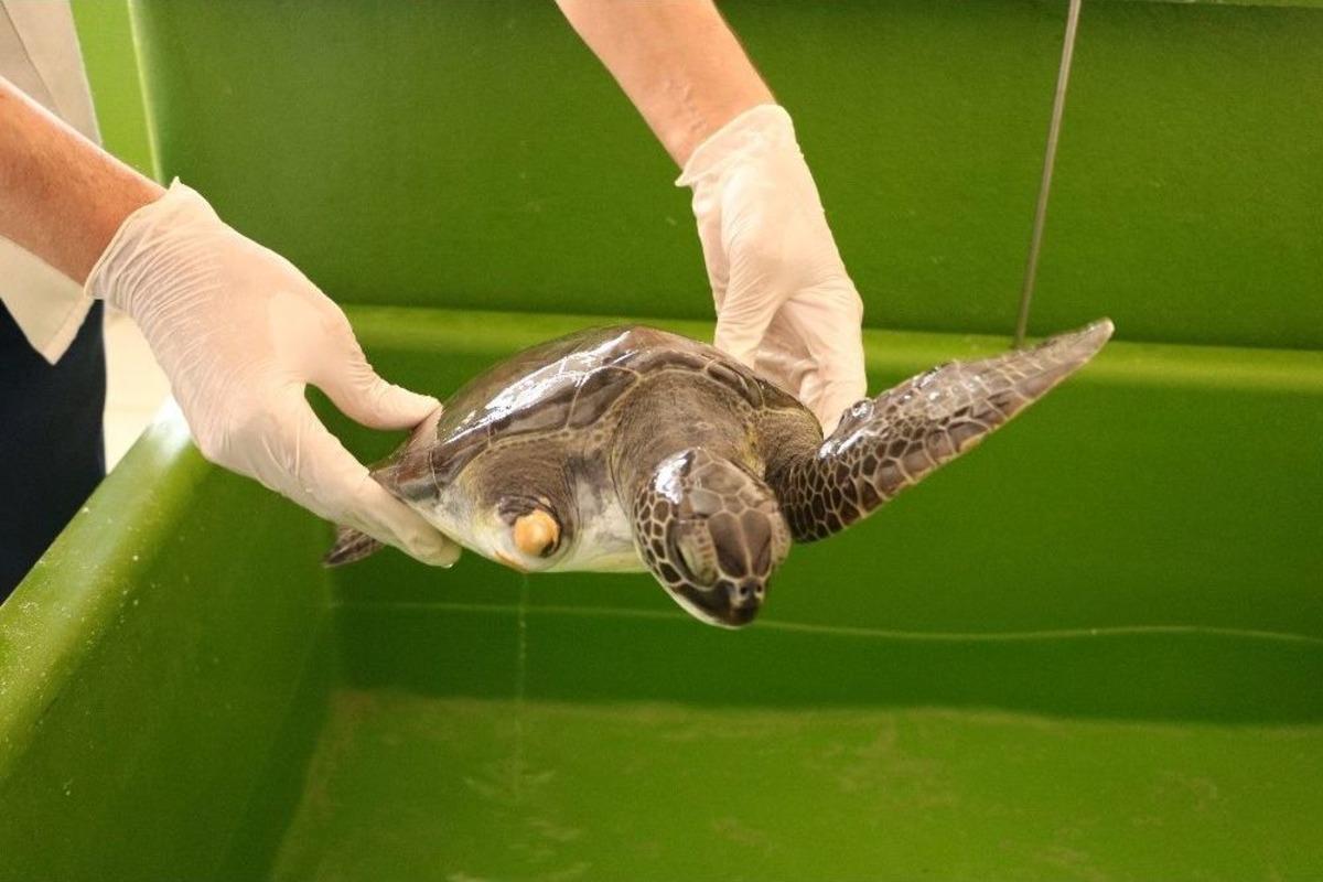 Hatay Mk&uuml; Veterinerlik Fak&uuml;ltesi Deniz Kaplumbağalarına Şifa Dağıtıyor