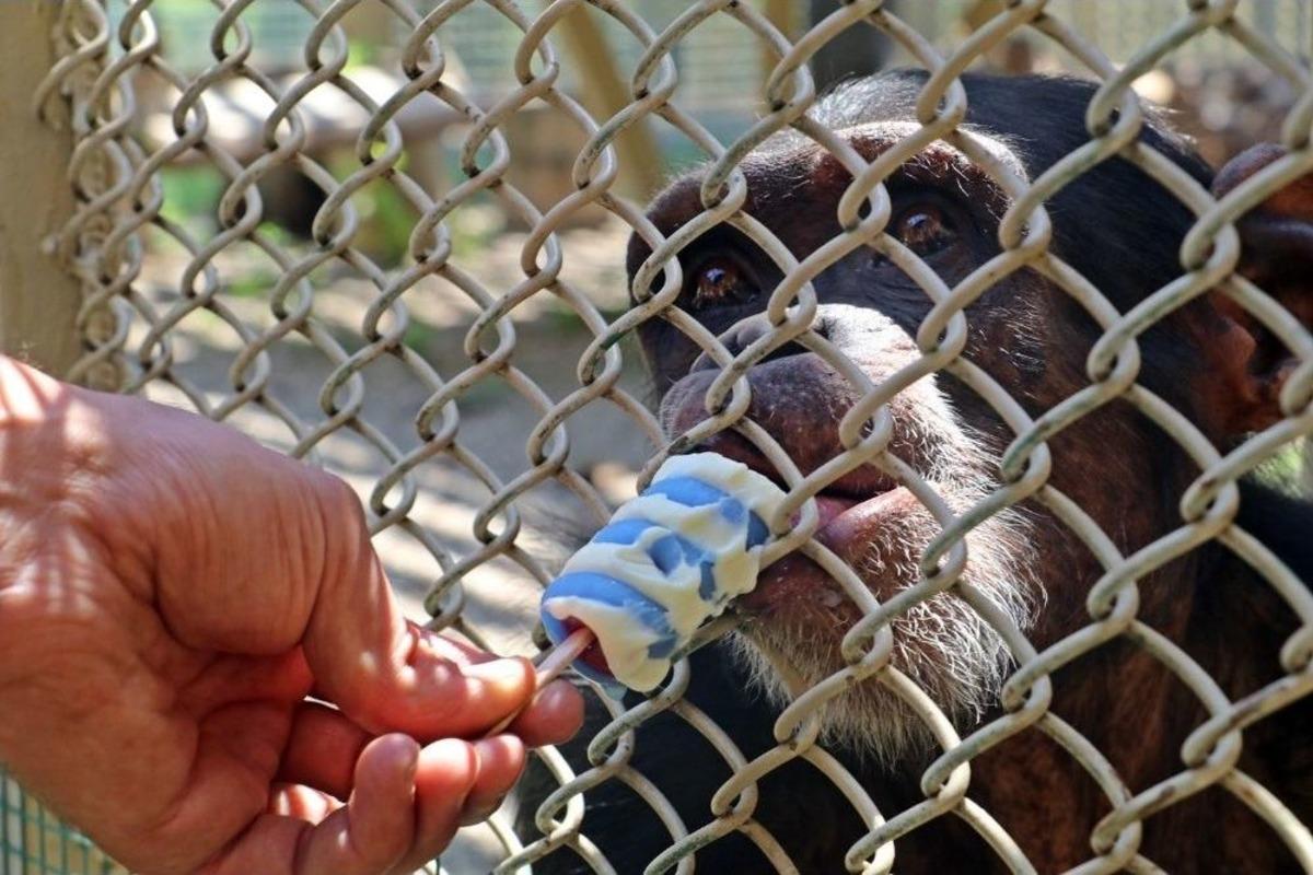 Hayvanat Bah&ccedil;esinde Buzlu Meyve Ve Dondurma Servisi