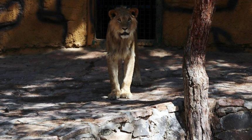 Cumhurbaşkanı Erdoğan&rsquo;ın Aslanları Hızla B&uuml;y&uuml;yor