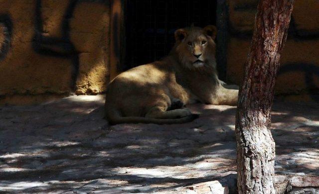 Cumhurbaşkanı Erdoğan&rsquo;ın Aslanları Hızla B&uuml;y&uuml;yor 1