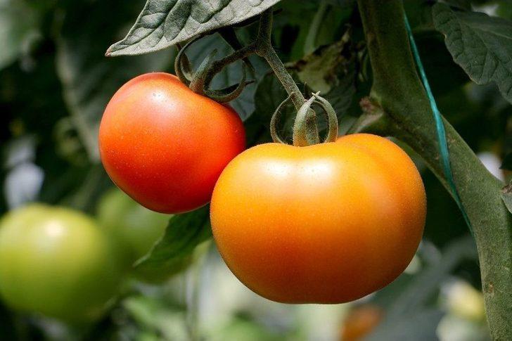 Manisa Büyükşehir’in Projesi Üreticiye Kazandırdı G3