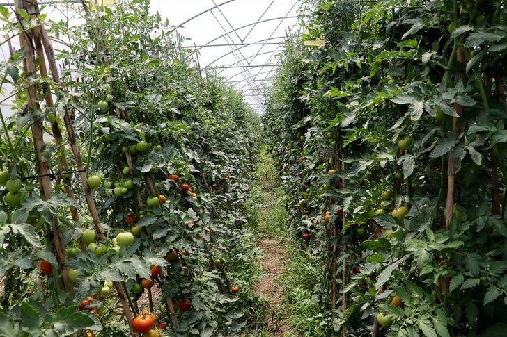 Manisa Büyükşehir’in Projesi Üreticiye Kazandırdı G5