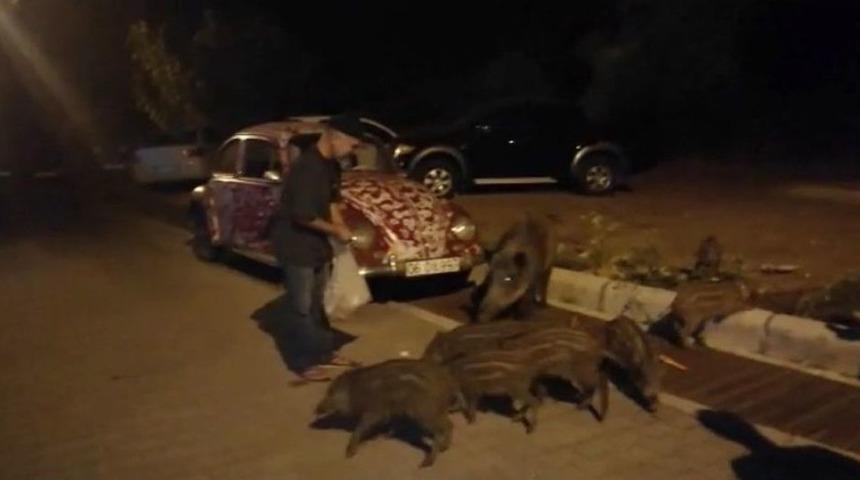 A&ccedil; Kalıp Şehre İnen Domuzları Elleriyle Beslemeye Başladı