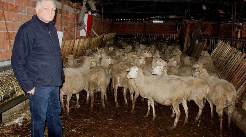 &rsquo;300 Koyun&rsquo; İ&ccedil;in Başvuruları Başladı