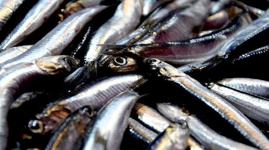 Balık&ccedil;ılar "bu Yıl Hamsi Avı Olmadı" Diyor Ama Uzmanlar Aksini S&ouml;yl&uuml;yor