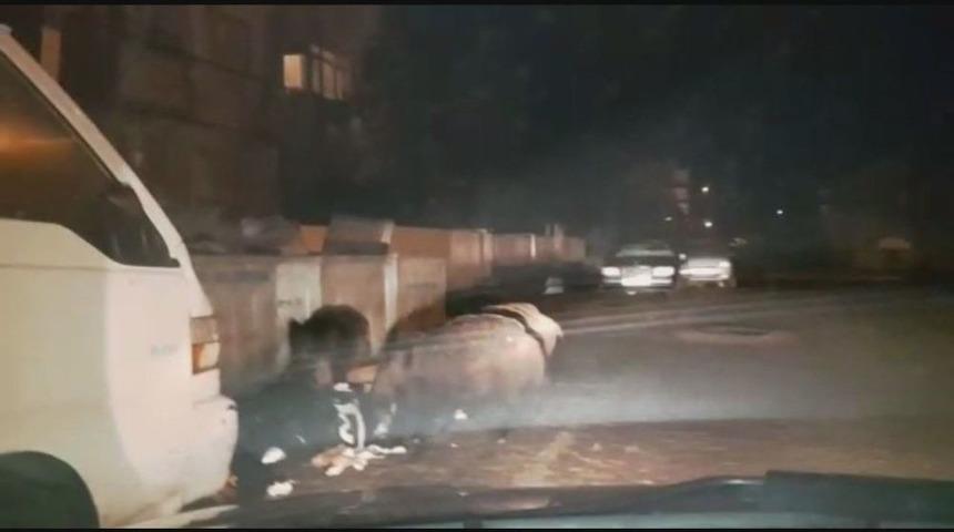 Marmaris&rsquo;te Domuz S&uuml;r&uuml;s&uuml; Şehre İndi