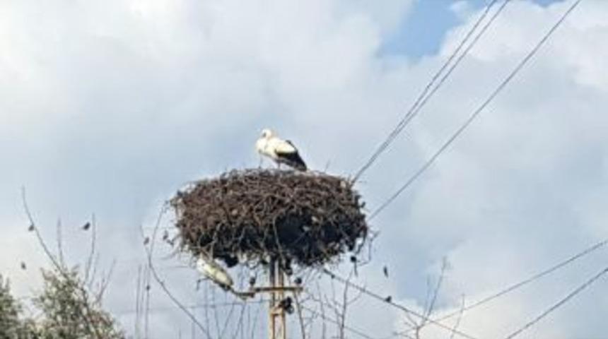 Zeytin Dalı Harekatının S&uuml;rd&uuml;ğ&uuml; Hatay&rsquo;a Baharın M&uuml;jdecisi Leylekler Geldi