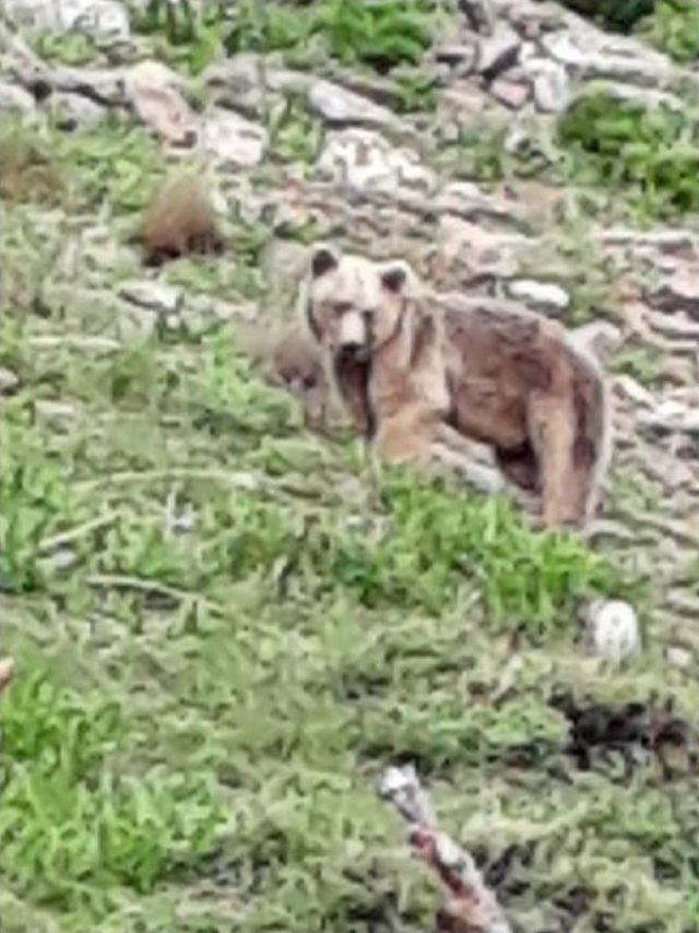 Piknikteki Vatandaşa Ayı Saldırdı 2