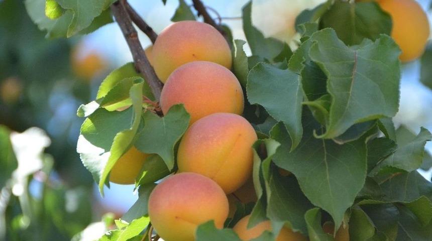 &lsquo;sarı Altın&rsquo;da Hasat Devam Ediyor
