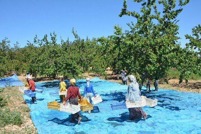 ‘sarı Altın’da Hasat Devam Ediyor