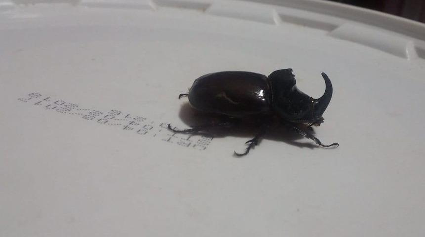 Ağrı’da Gergedan Böceği Bulundu