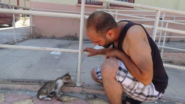 Otomobilin Çarptığı Yavru Kedinin Başından Biran Olsun Ayrılmadı