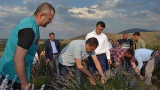 Türkiye’nin En Büyük Lavanta Bahçesinde Hasat Zamanı