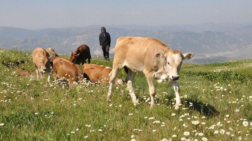 G&uuml;m&uuml;şhane&rsquo;de B&uuml;y&uuml;kbaş Hayvan Sayısı Son 20 Yılın Zirvesinde