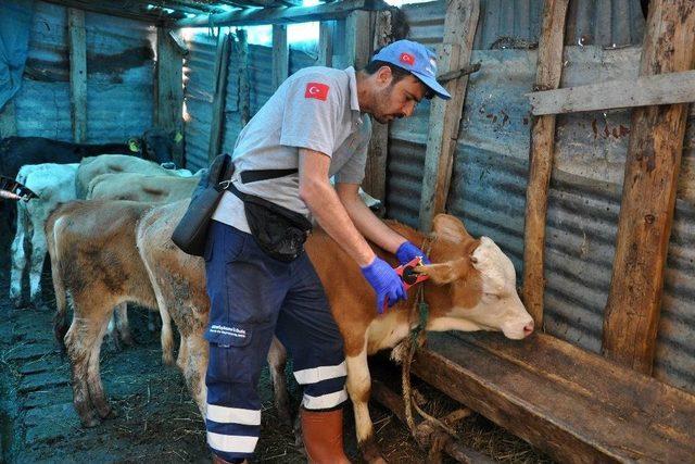 Gümüşhane’de Büyükbaş Hayvan Sayısı Son 20 Yılın Zirvesinde