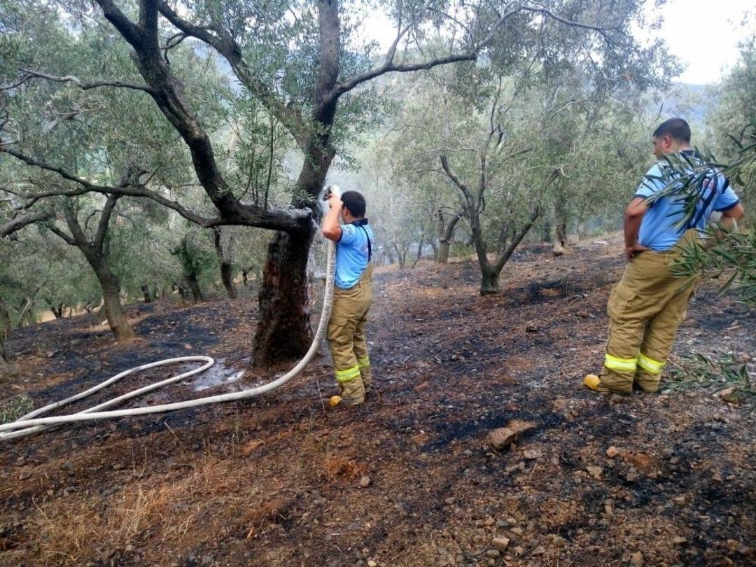 Edremit&rsquo;teki Yangında 3 D&ouml;n&uuml;m Zeytinlik Zarar G&ouml;rd&uuml;