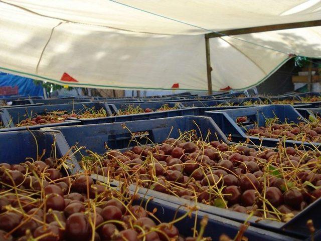 Üreticiyi, Kirazdan Sonra Vişne De Üzdü 1