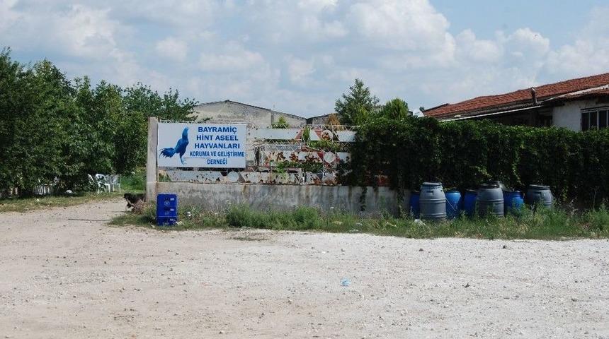 Bayrami&ccedil;&rsquo;te Horoz D&ouml;v&uuml;ş&uuml; İddiasına Polis Baskını