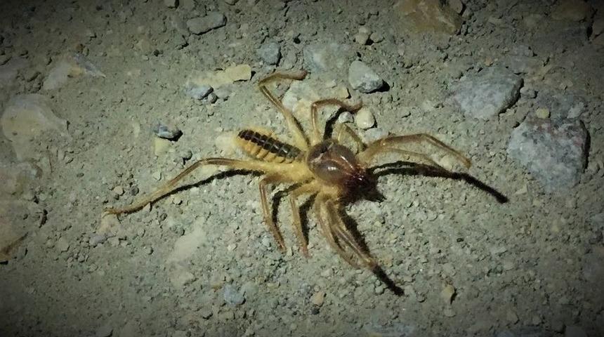 &lsquo;sarı Kız&rsquo; Eskişehir&rsquo;de De G&ouml;r&uuml;ld&uuml;