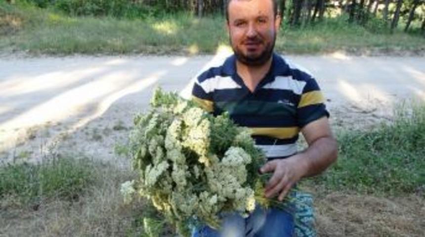 Piknik&ccedil;iler Şifa İ&ccedil;in Civanper&ccedil;emi Otu Topluyor