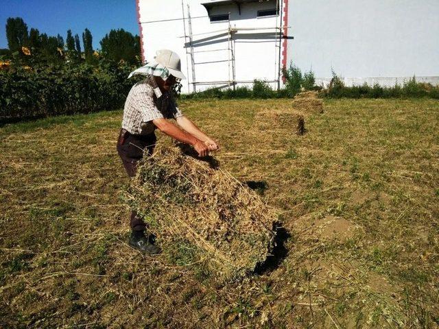 Yem Bitkilerini Sandığa Basarak Balya Yapıyor