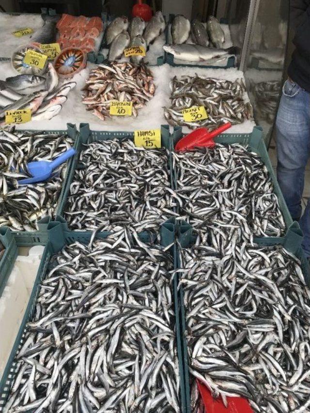 Batı Karadenizde Balık Fiyatları Düştü