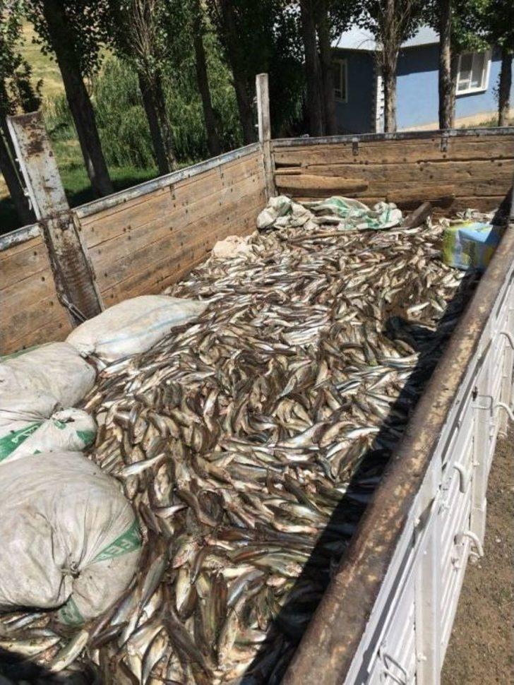 Van’da 250 Kilogram Kaçak Avlanmış İnci Kefali Balığı Ele Geçirildi