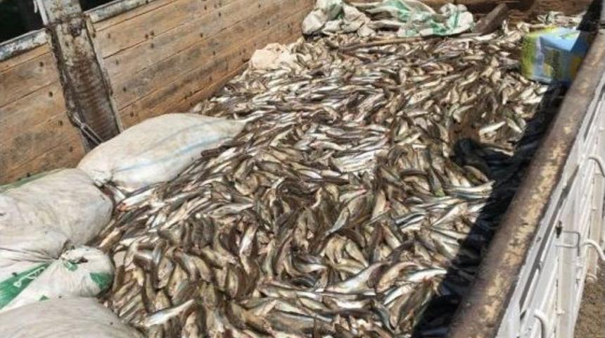 Van&rsquo;da 250 Kilogram Ka&ccedil;ak Avlanmış İnci Kefali Balığı Ele Ge&ccedil;irildi