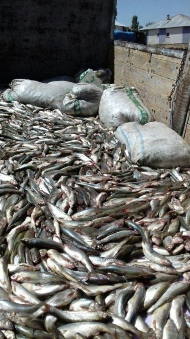 Van’da 250 Kilogram Kaçak Avlanmış İnci Kefali Balığı Ele Geçirildi